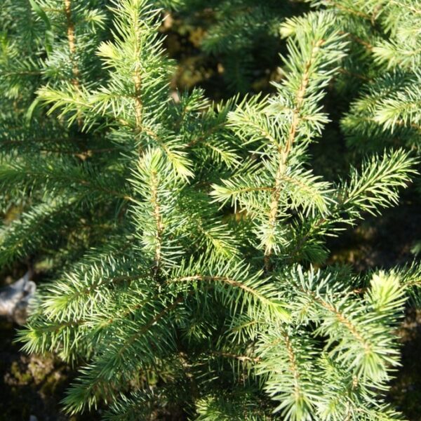 Świerk serbski - Picea Omorica