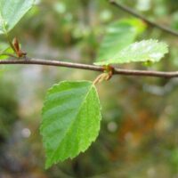 Brzoza Omszona - Betula Pubenscens- 50/80cm