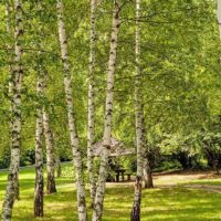 Brzoza brodawkowata - Betula Pendula - 50/80cm DONICZKA