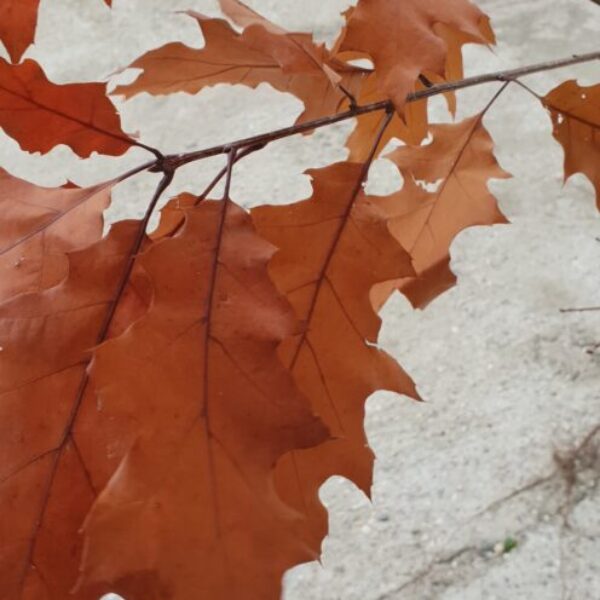 Dąb czerwony - Quercus Rubra - 30/50cm