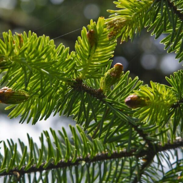 Świerk sitkajski - Picea Sitchensis - 50/70cm