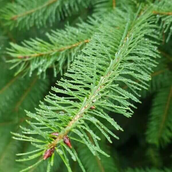 Daglezja zielona - Pseudotsuga Menziesii - 20/40cm