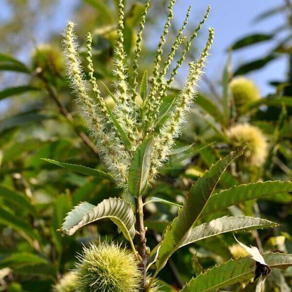 Kasztan Jadalny - Castanea sativea - 80/120cm
