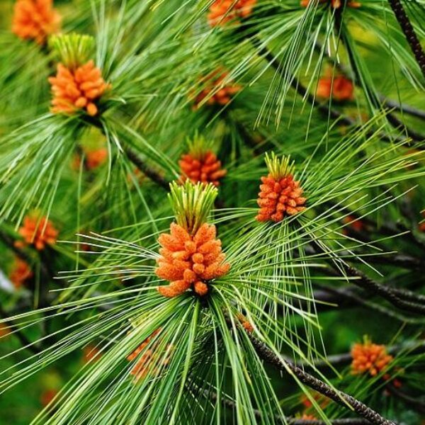 Sosna wejmutka - Pinus Strobus - 10/30cm