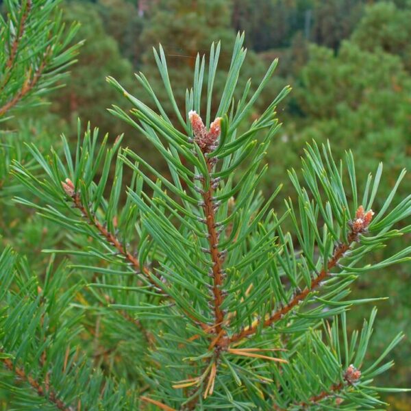 Sosna pospolita - Pinus Silvestris - 50/70cm