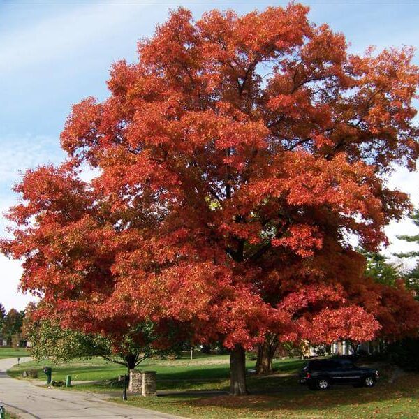 Dąb czerwony - Quercus Rubra - 50/80cm