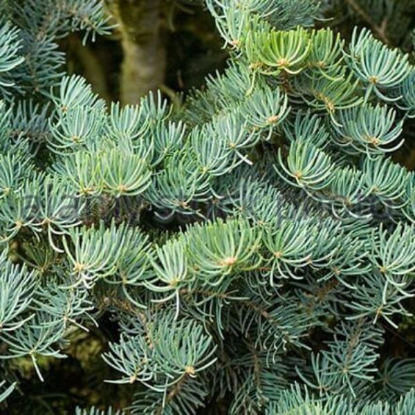 Jodła kalifornijska- Abies Concolor - 20/30cm