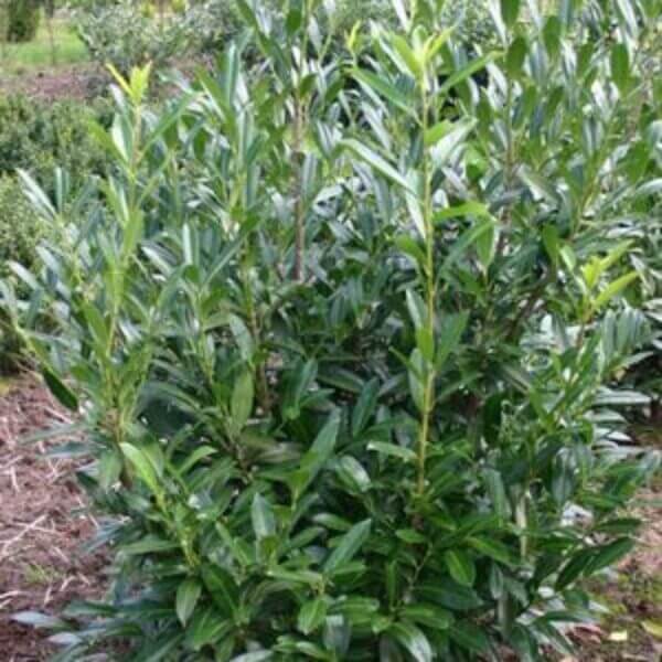 Laurowiśnia Caucasica - Prunus Laurocerasus - 80/100 cm