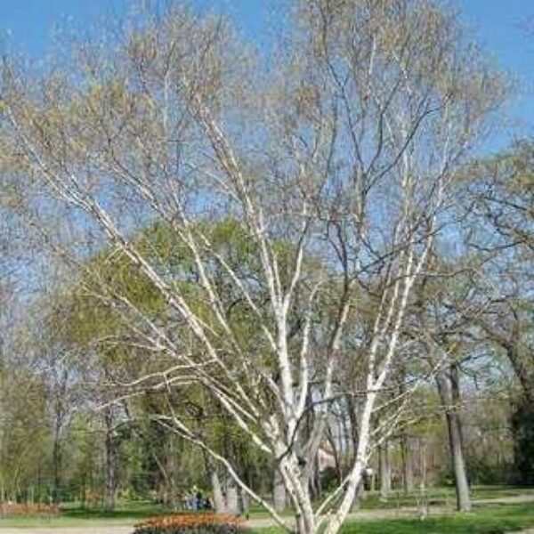 Brzoza brodawkowata - Betula Pendula - 50/80cm