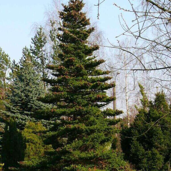 Jodła koreańska- Abies Koreana - 10/20cm