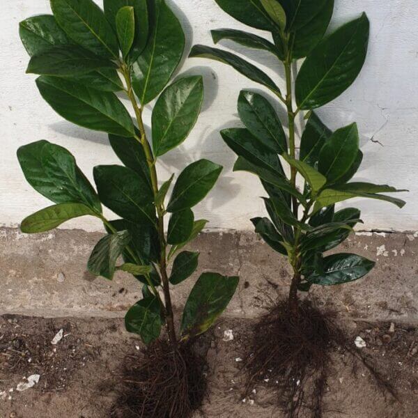 Laurowiśnia NOVITA - Prunus Laurocerasus - 30/50cm