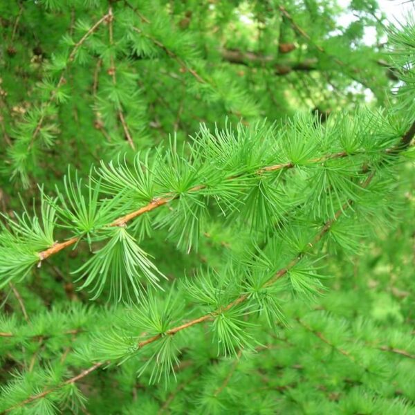 Modrzew europejski -Larix Decidua - 50/80cm