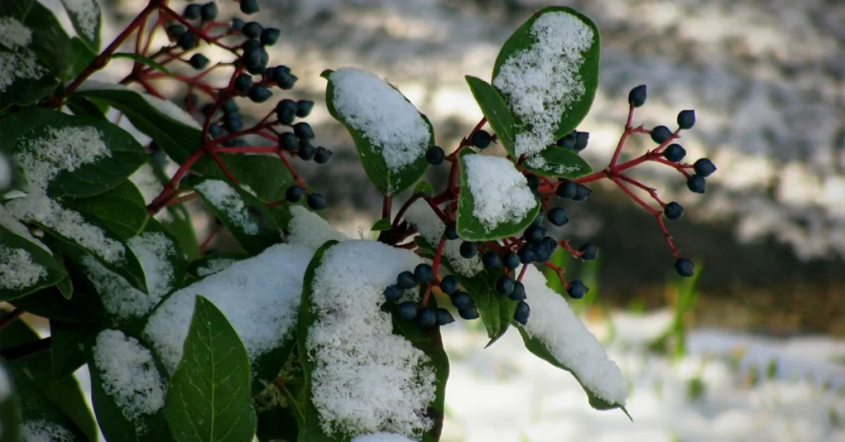 Laurowiśnia zimą – zimozielony krzew w ogrodzie, odporność na mróz i ochrona przed zimą