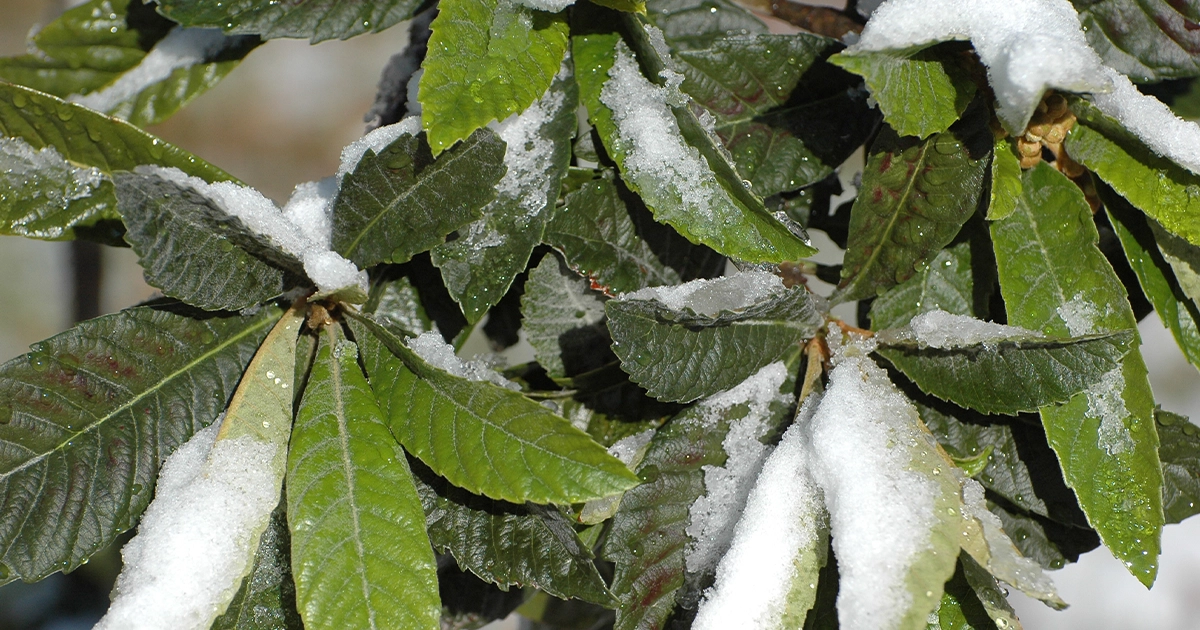 pielęgnacja laurowiśni zimą