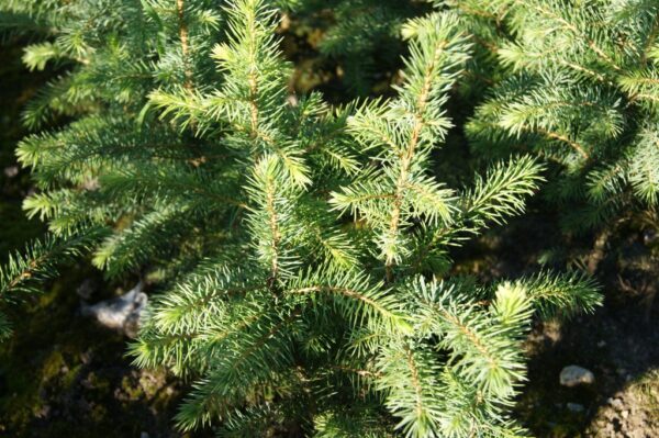 08595cb24599beb08d4047a1f6ce-600x399