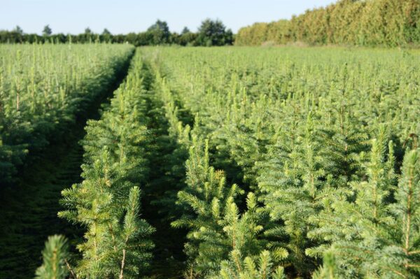 Świerki z polskiej szkółki Sklep Sadzonki