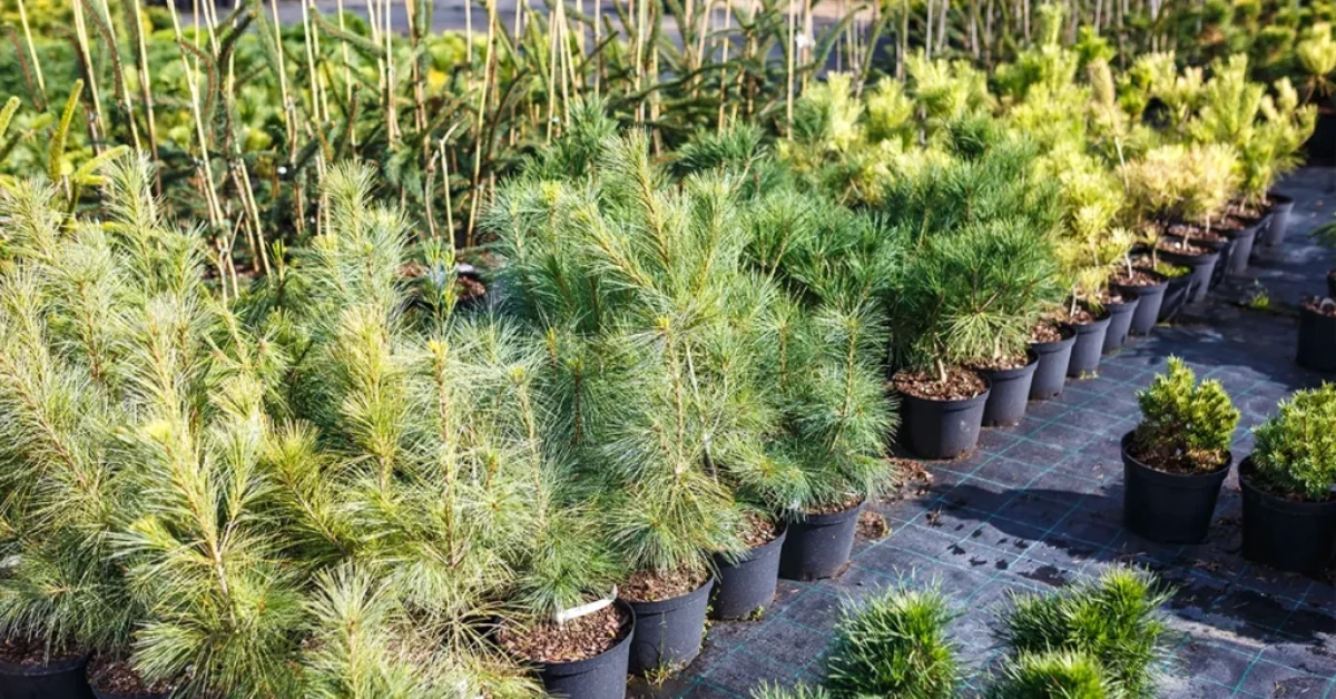 Świerk pospolity, świerk srebrny i świerk serbski – porównanie gatunków do ogrodu i na żywopłot