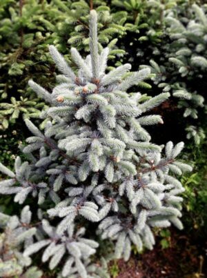 cd982a13471aa2e7c66ce39dfcbb-600x807